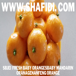 FRESH BABY ORANGES